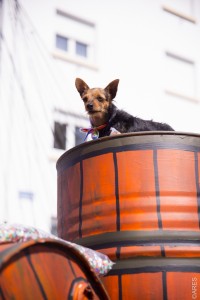 Carnavalstrasbourg140406095  